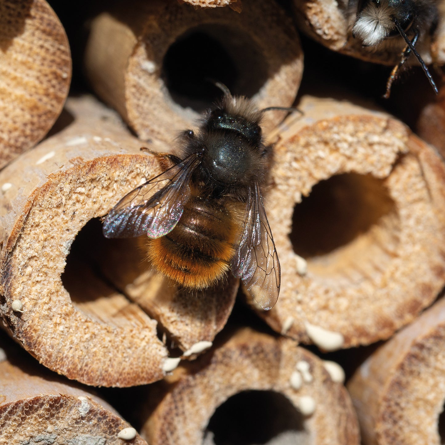 Insektenhotel aus Holz LUDOVICA